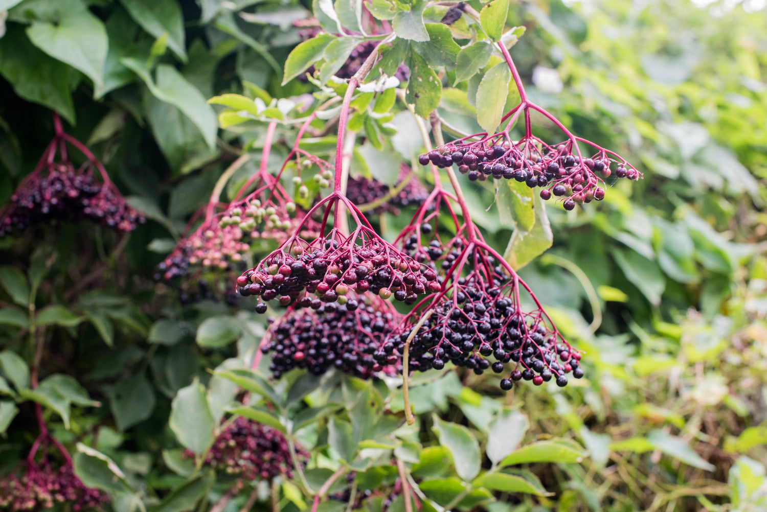 Elderberries on bush 