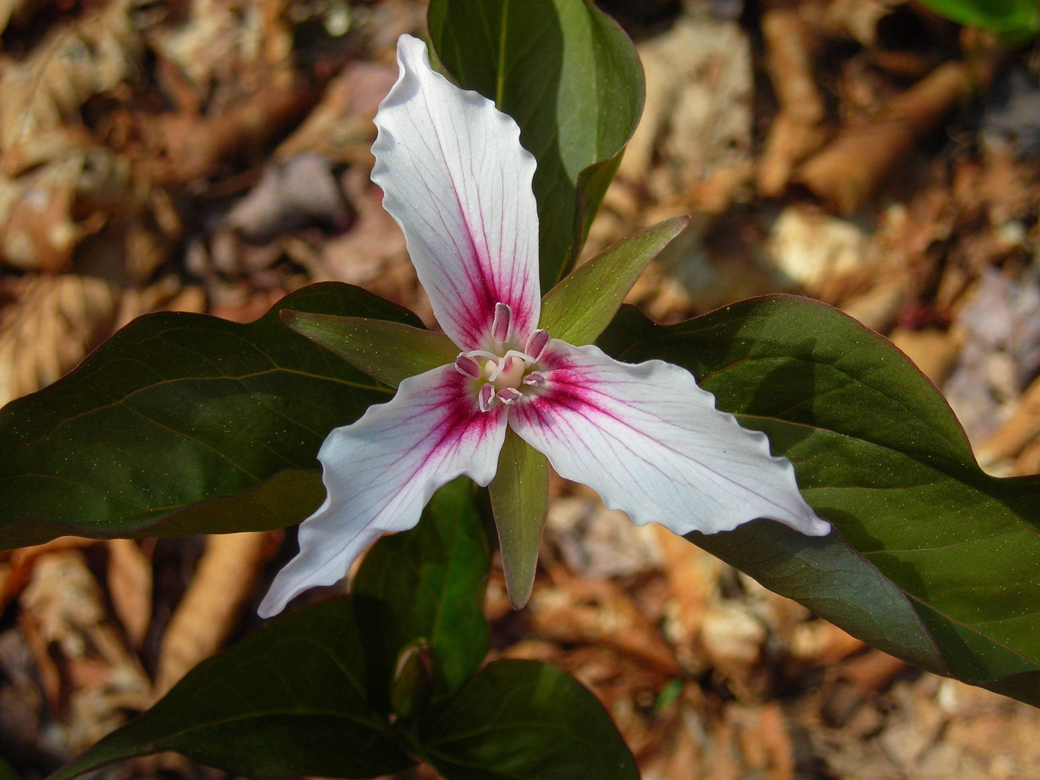 Close up of a white 3 petaled Painted Trillium flower  