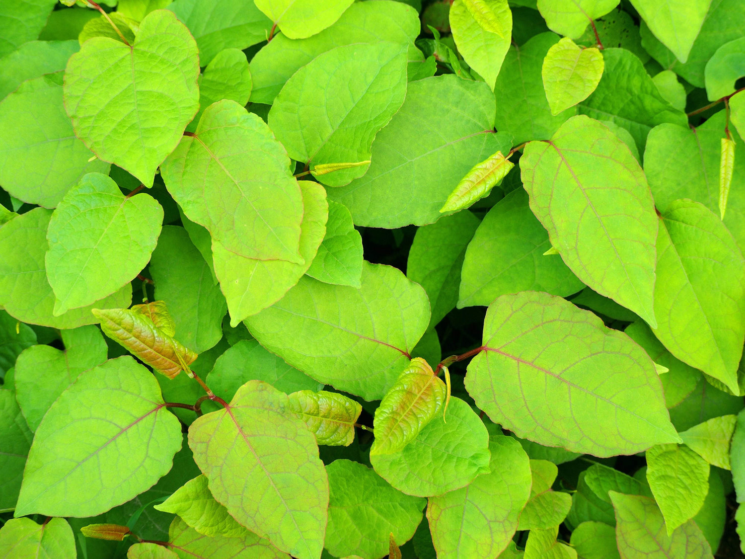 Lime Green Houttuynia leaves 