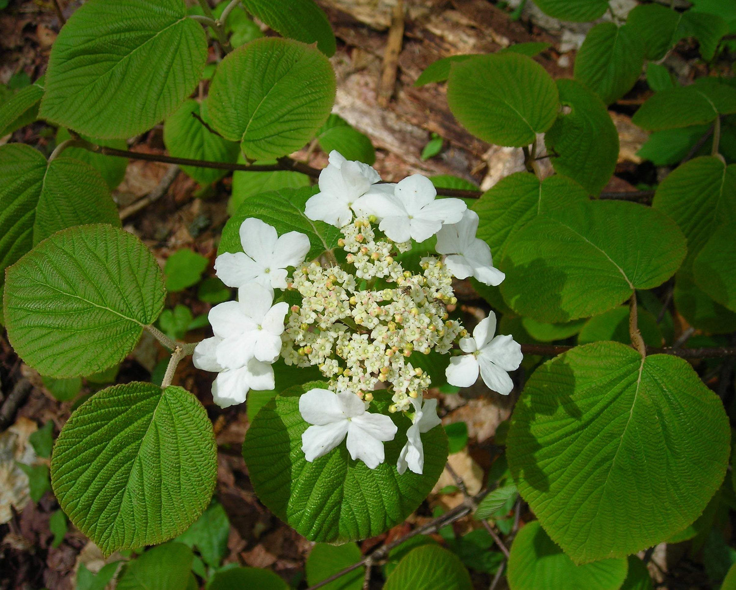 White Hobblebush flowers with rounded green leaves 