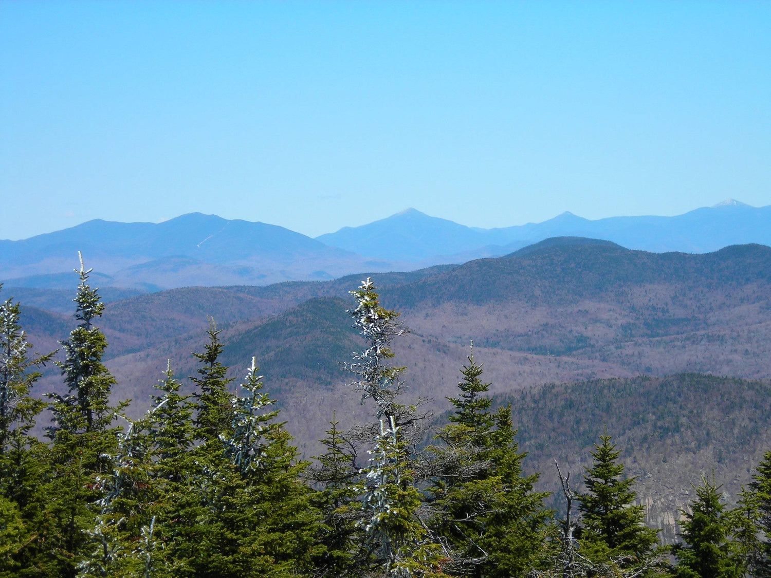 Trees with a sky and mountain background 