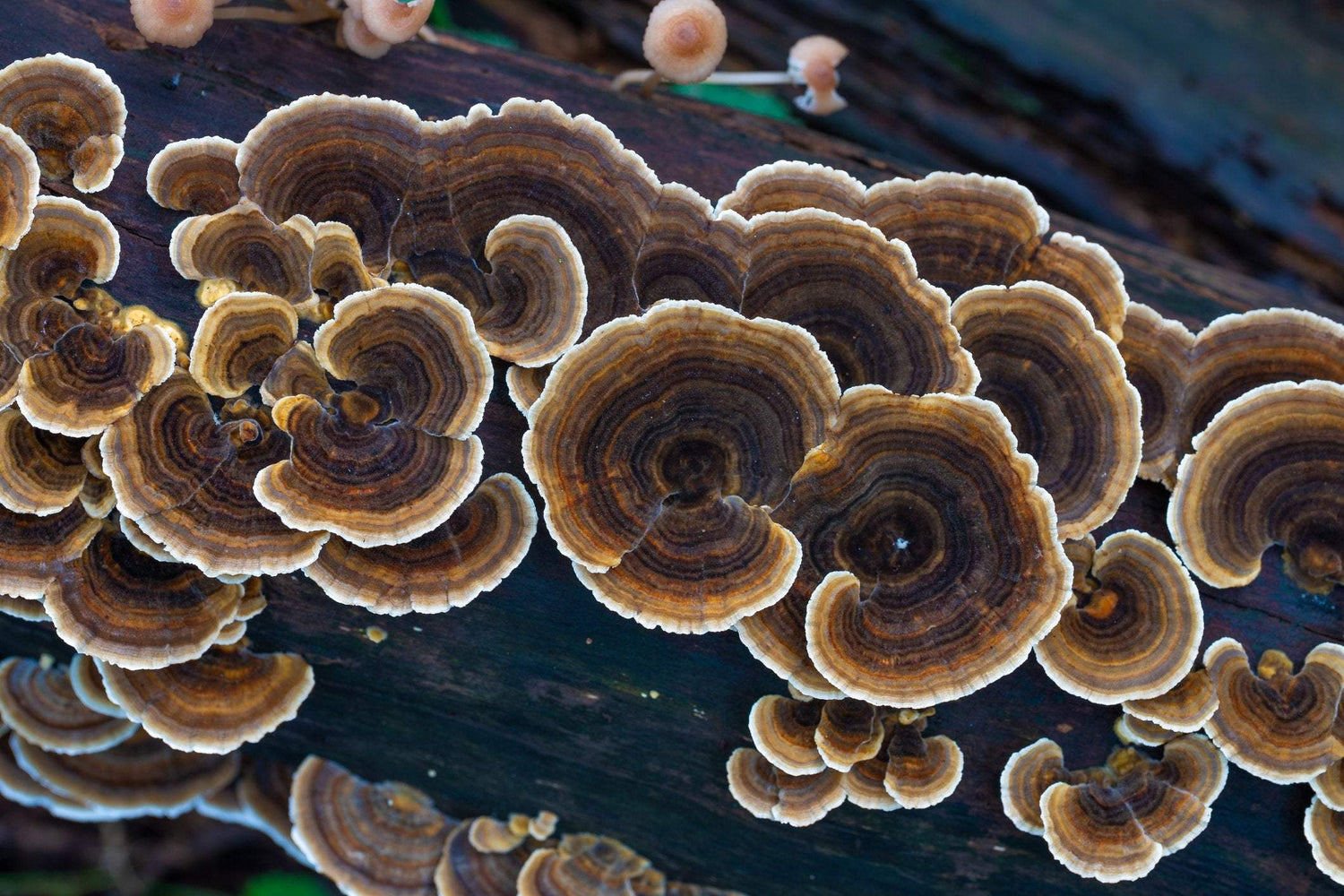 Turkey Tails on log 