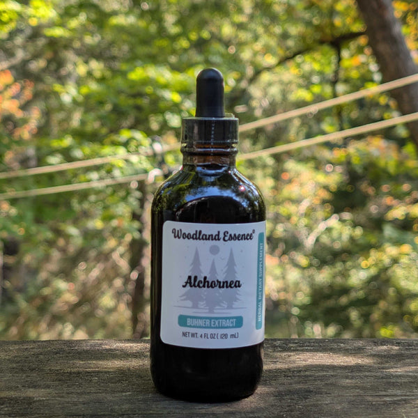 Bottle of Woodland Essence Alchornia tincture on a wooden surface with a forest background