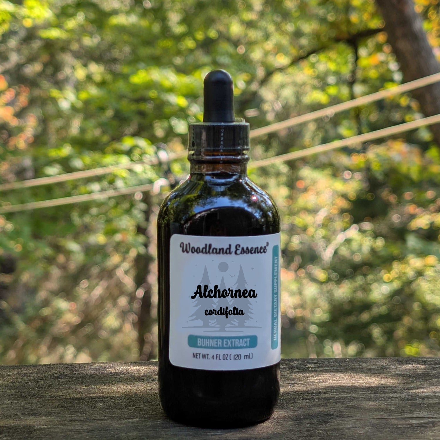Bottle of Woodland Essence Alethornea cardifolia tincture on a wooden surface with a blurred natural background