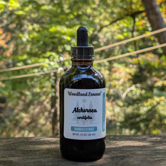 Bottle of Woodland Essence Alethornea cardifolia tincture on a wooden surface with a blurred natural background