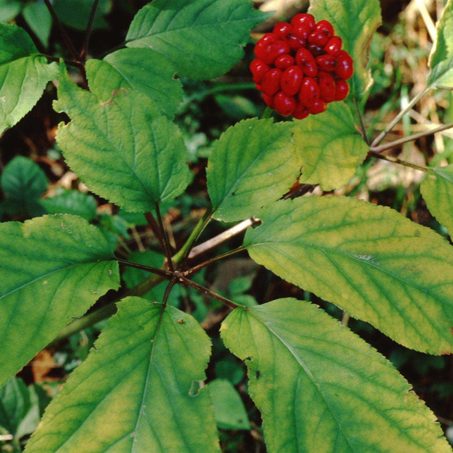 American Ginseng 