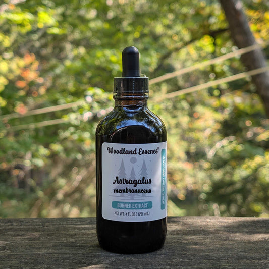 Astragalus Extract