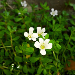 Green foliage with white flowers 