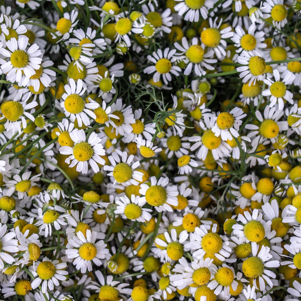 Pile of white Chamomile flowers with yellow middles 