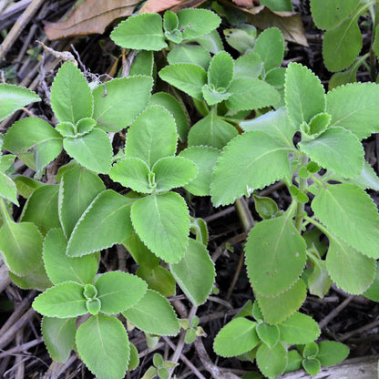 Close-up of green leafy plants with a natural background