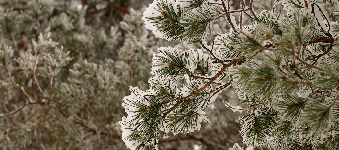 pine background with snow 