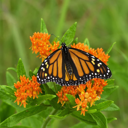 Pleurisy with Monarch 