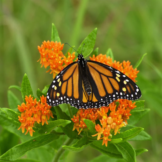 Pleurisy with Monarch 