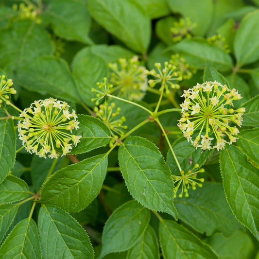 Eleuthero flowers 