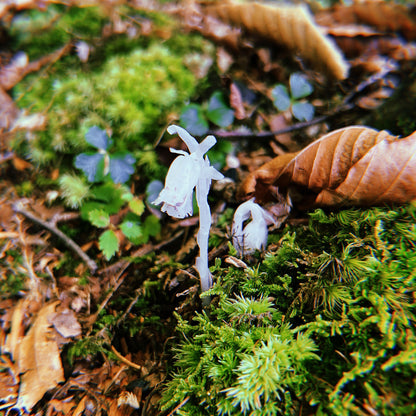 A photograph featuring a white ghost pipe (Monotropa uniflora) with a mossy background and fallen leaves.