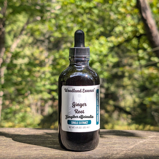 Bottle of Woodland Essence Ginger Root tincture on a wooden surface with a natural background
