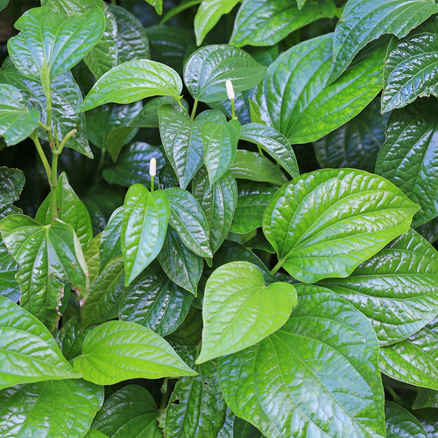 kava leaves 