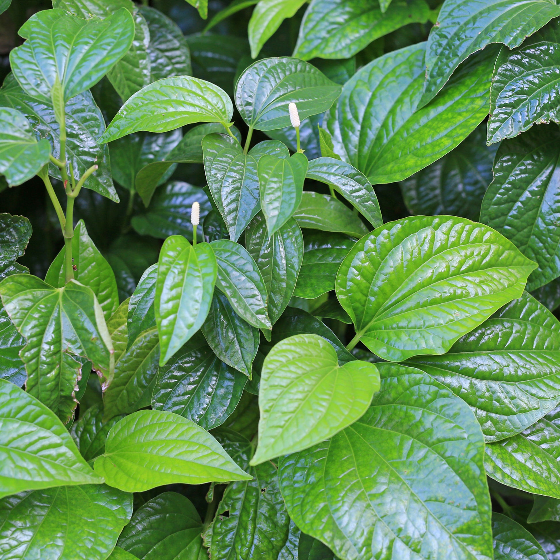 kava leaves 