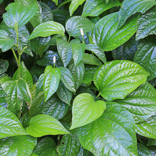 kava leaves 