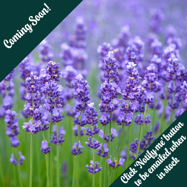 French Lavender Roll-On