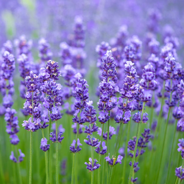 French Lavender Roll-On