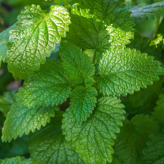 Lemon Balm leaves 