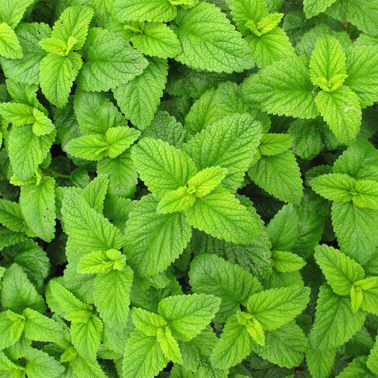 Green scalloped Lemon Balm leaves