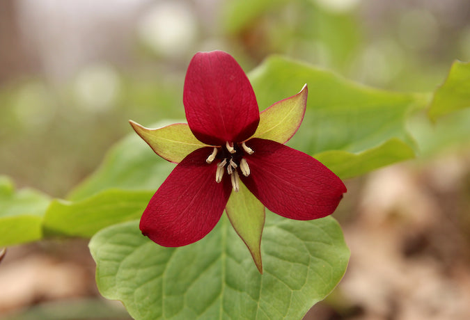 Red Trillium 