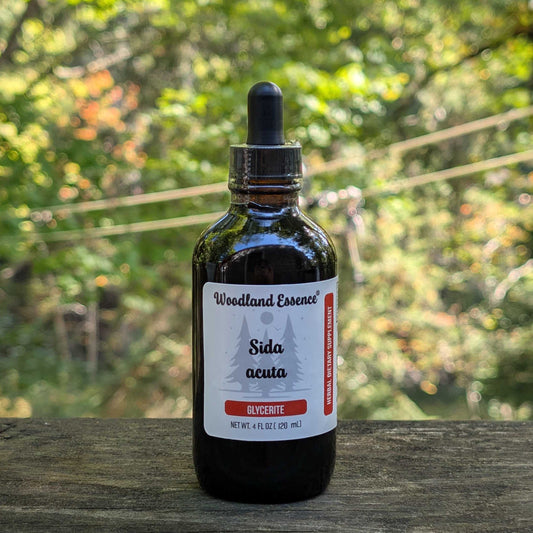 Bottle of Sida Acuta glycerite 
