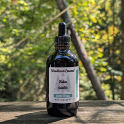 Bottle of Woodland Essence Sida acuáta extract on a wooden surface with a natural background