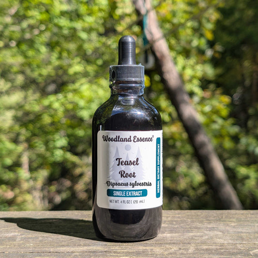 Bottle of Woodland Essence Teasel Root Extract on a wooden surface with a natural background
