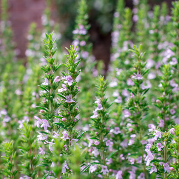 Thyme plant and flowers 