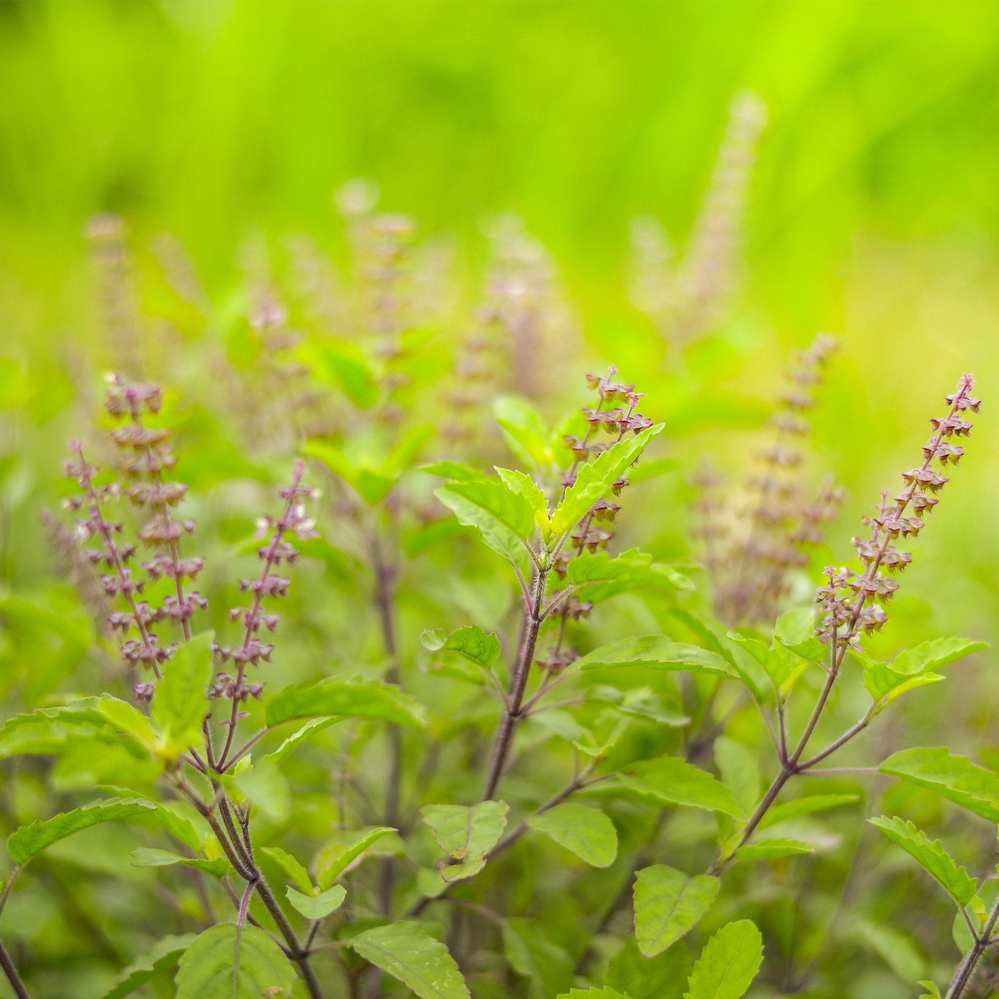 Tulsi leaf and tiny flowers 