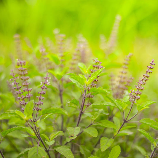 Tulsi leaf and tiny flowers 