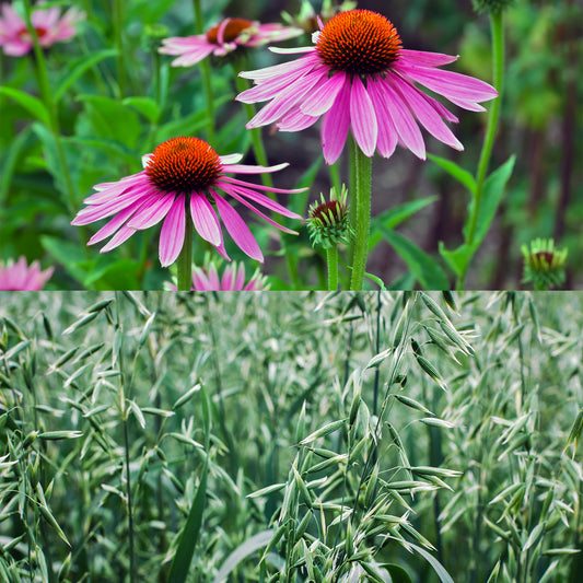 Echinacea flowers & Milky Oats 
