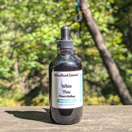 Bottle of Woodland Essence White Pine tincture on a wooden surface with a natural background