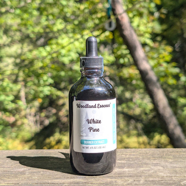 Bottle of Woodland Essence White Pine tincture on a wooden surface with a natural background