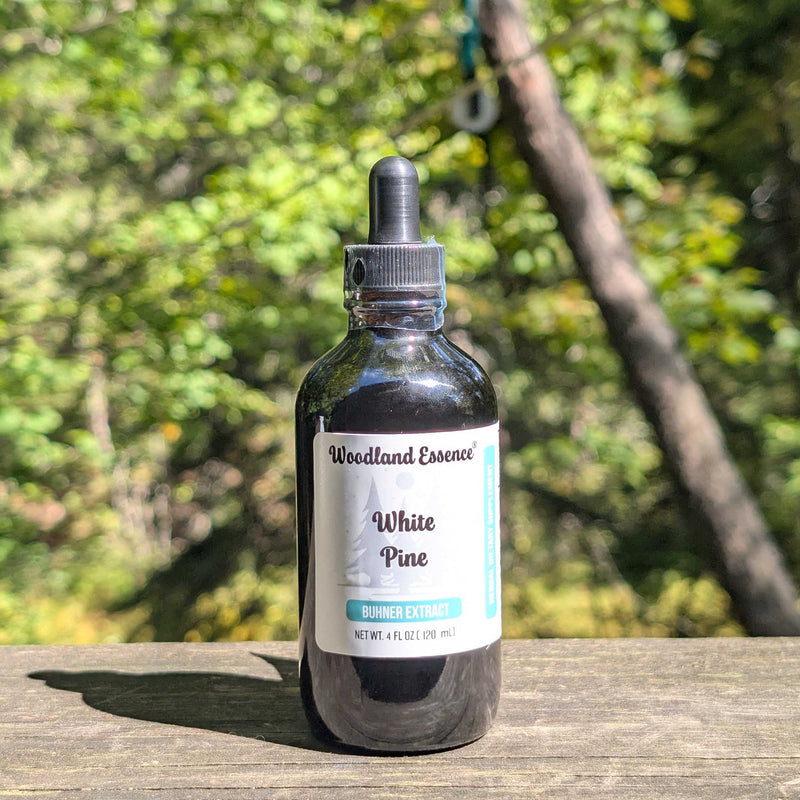 Bottle of Woodland Essence White Pine tincture on a wooden surface with a natural background