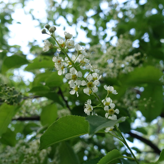 Black cherry flowers 