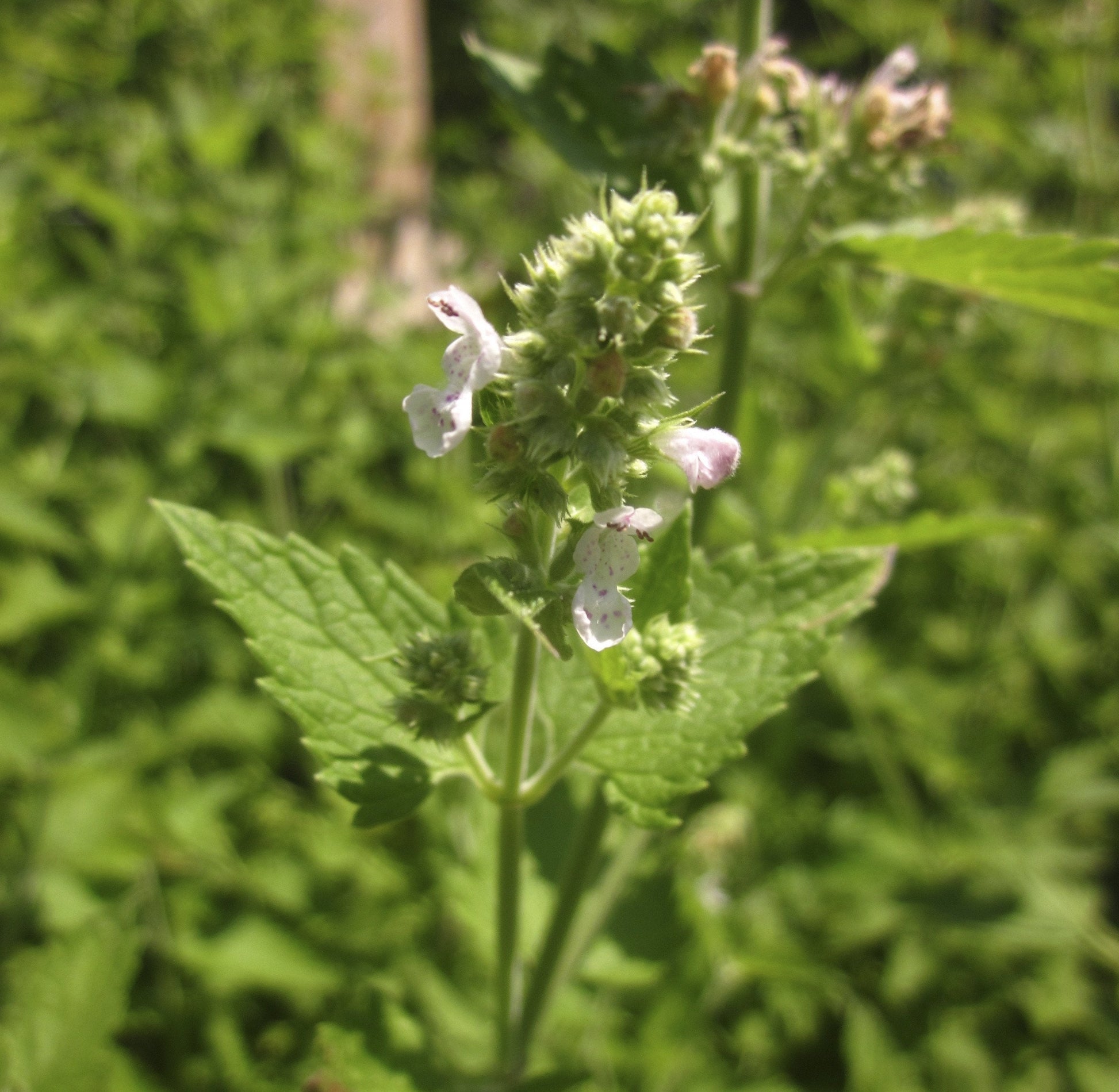 Catnip flowers and green plant 