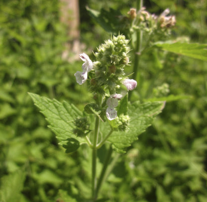 Catnip flowers and green plant 