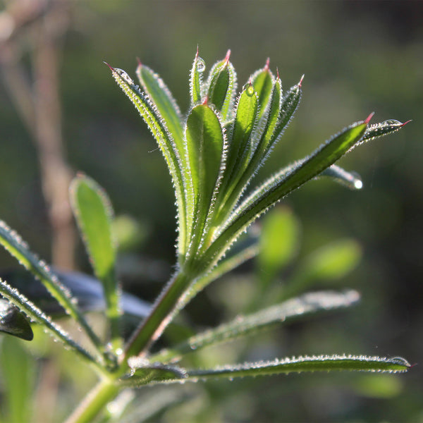 close up of cleavers leaves