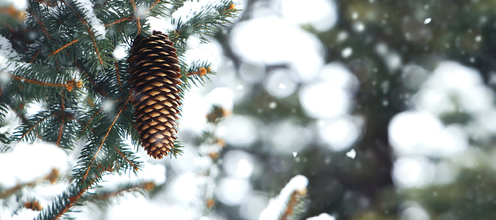 Pinecone with branches 