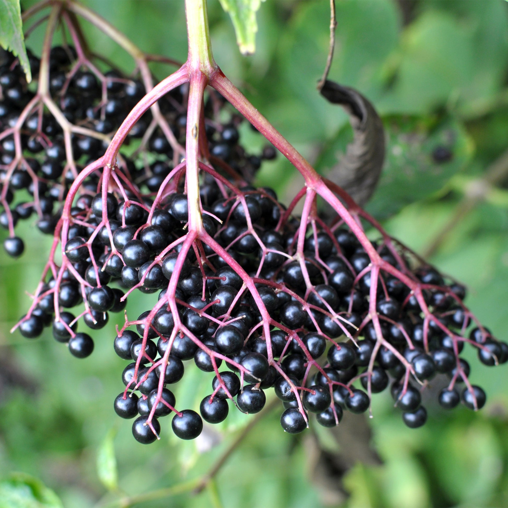elderberries
