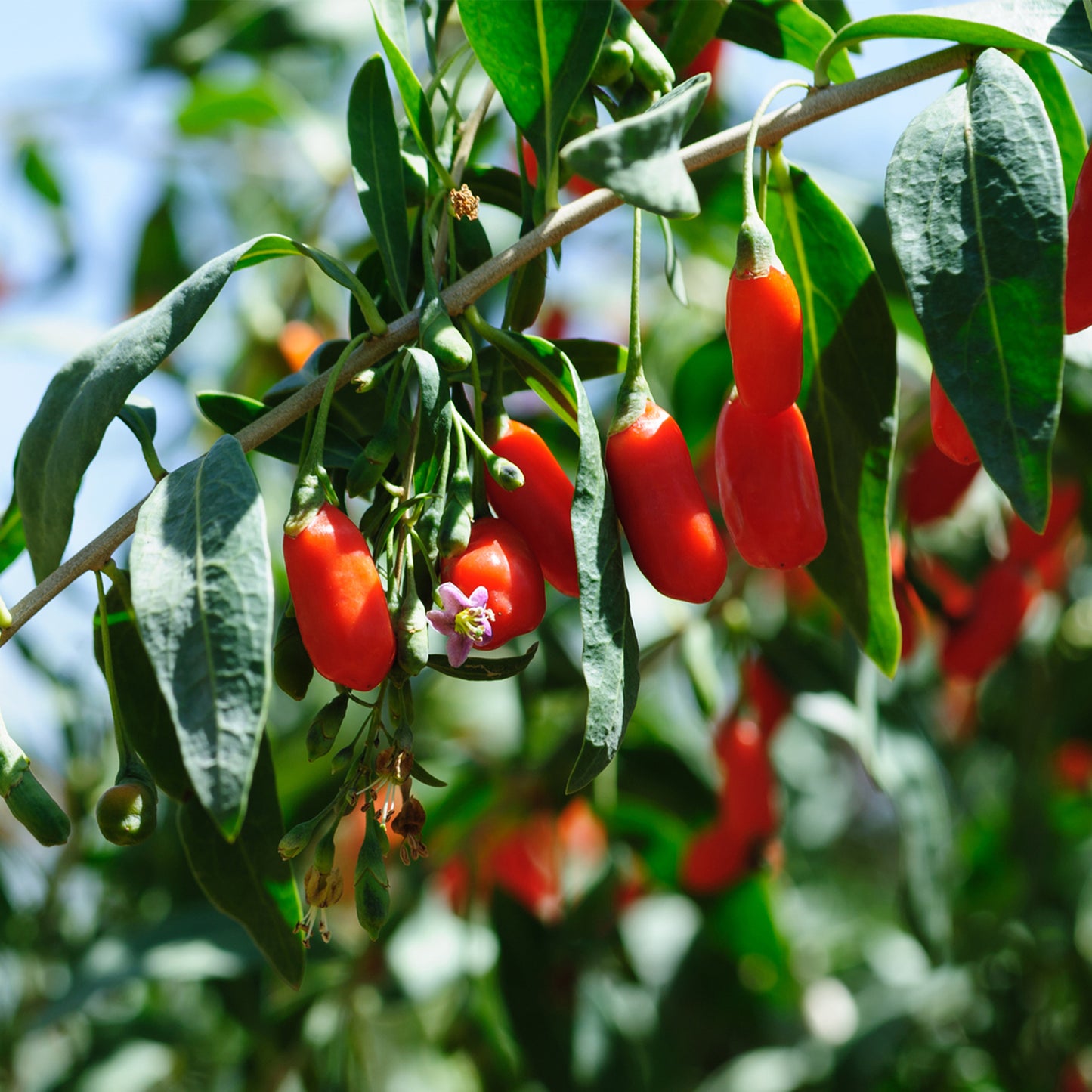 goji berries with flower 