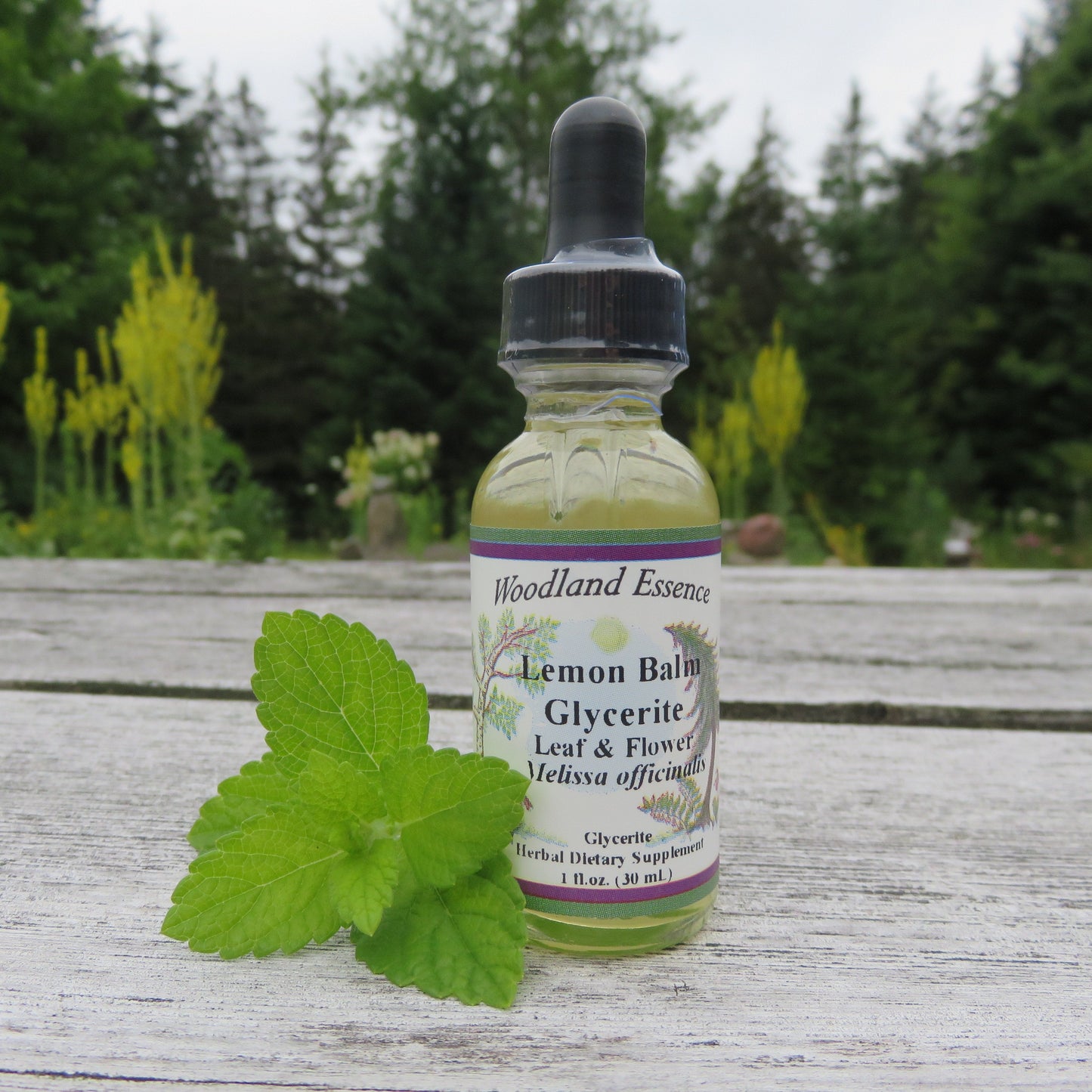 Bottle of Lemon Balm Glycerite on picnic table with lemon balm leaf 