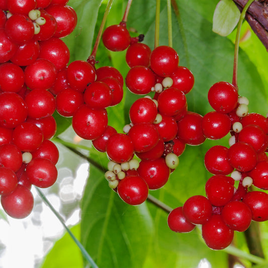 schisandra berries