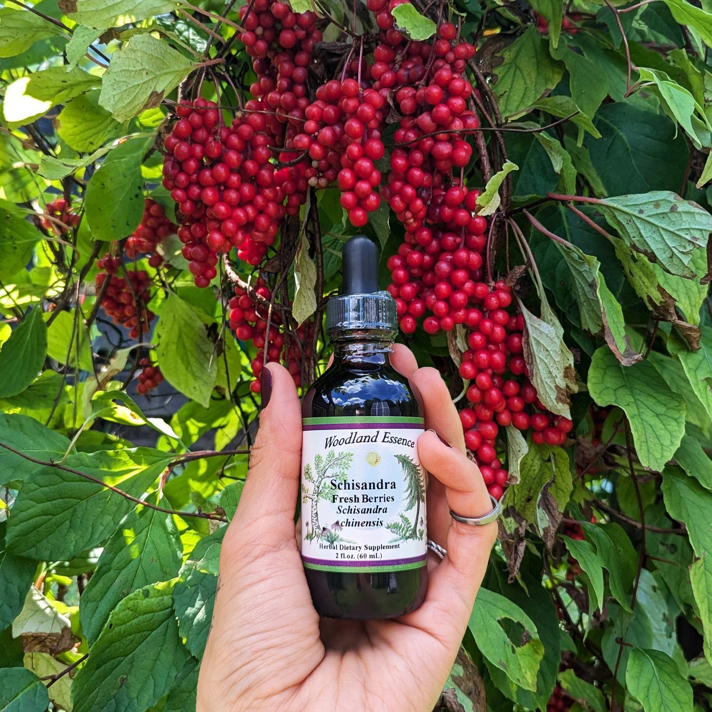 Schisandra Extract