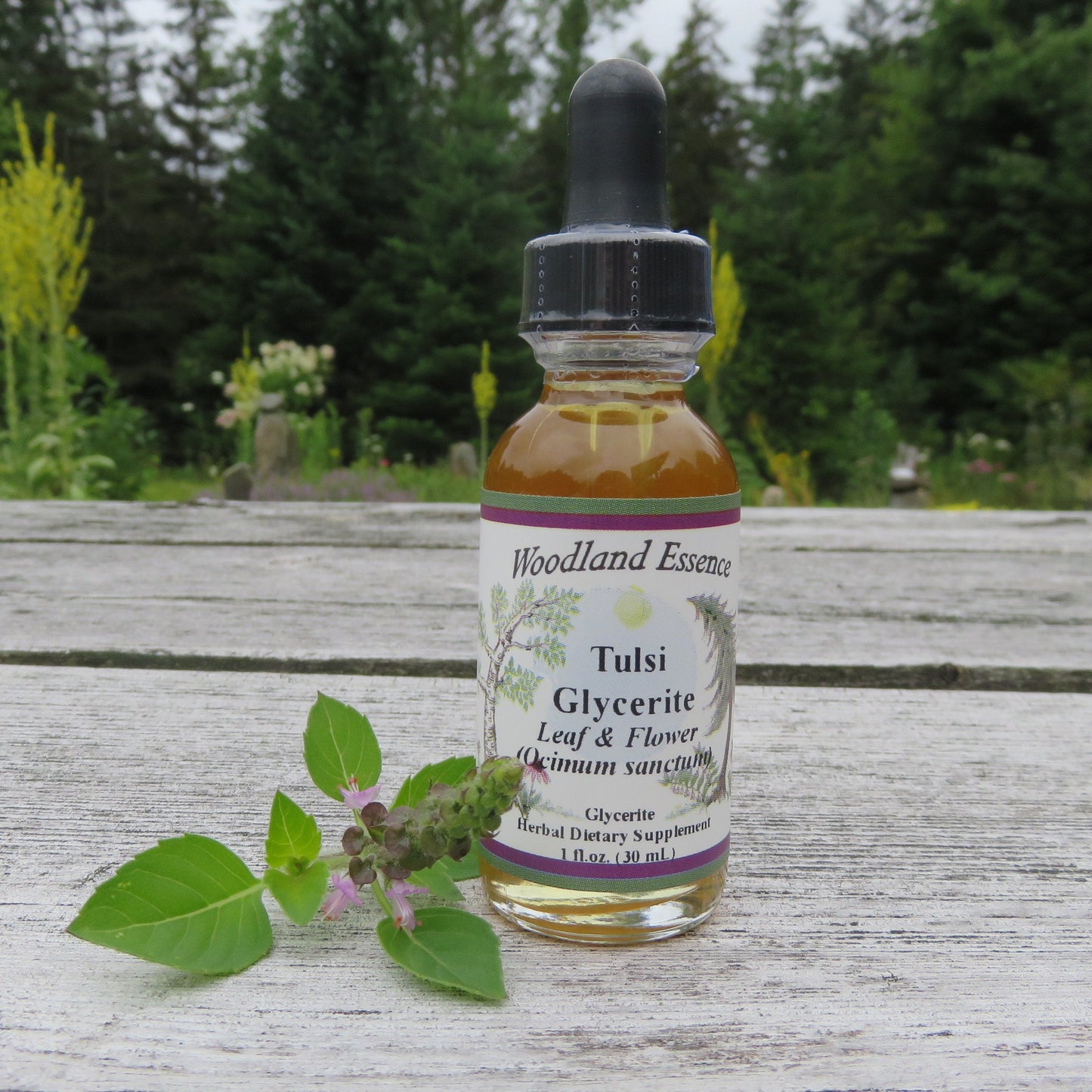 Bottle of Tulsi Glycerite on picnic table with clipping of tulsi plant 