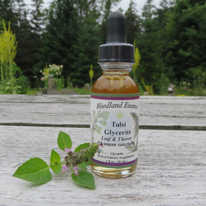 Bottle of Tulsi Glycerite on picnic table with clipping of tulsi plant 
